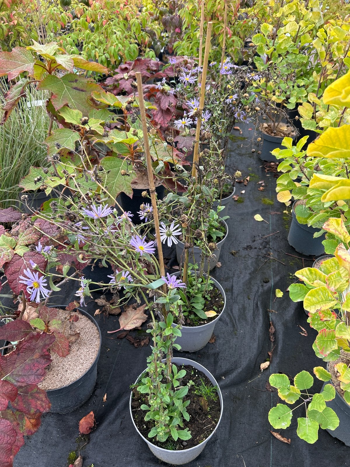 Aster frikartii Monch vaste plant met paarse bloemen, Tuin en Terras, Volle zon, Vaste plant, Herfst, Ophalen