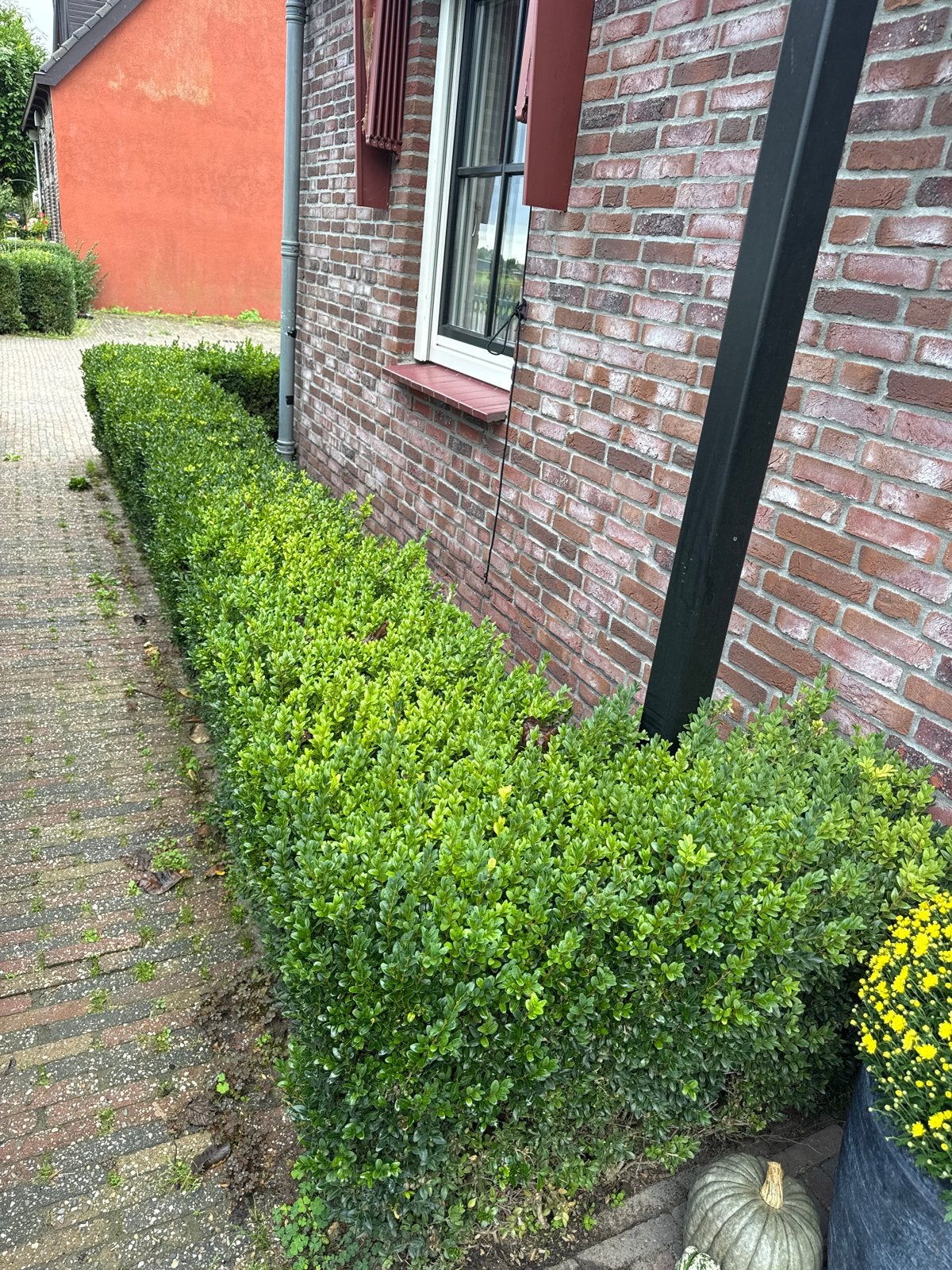 Gratis Buxus heg, zelf verwijderen!, Tuin en Terras, Volle zon, Vaste plant, Bloeit niet, Ophalen