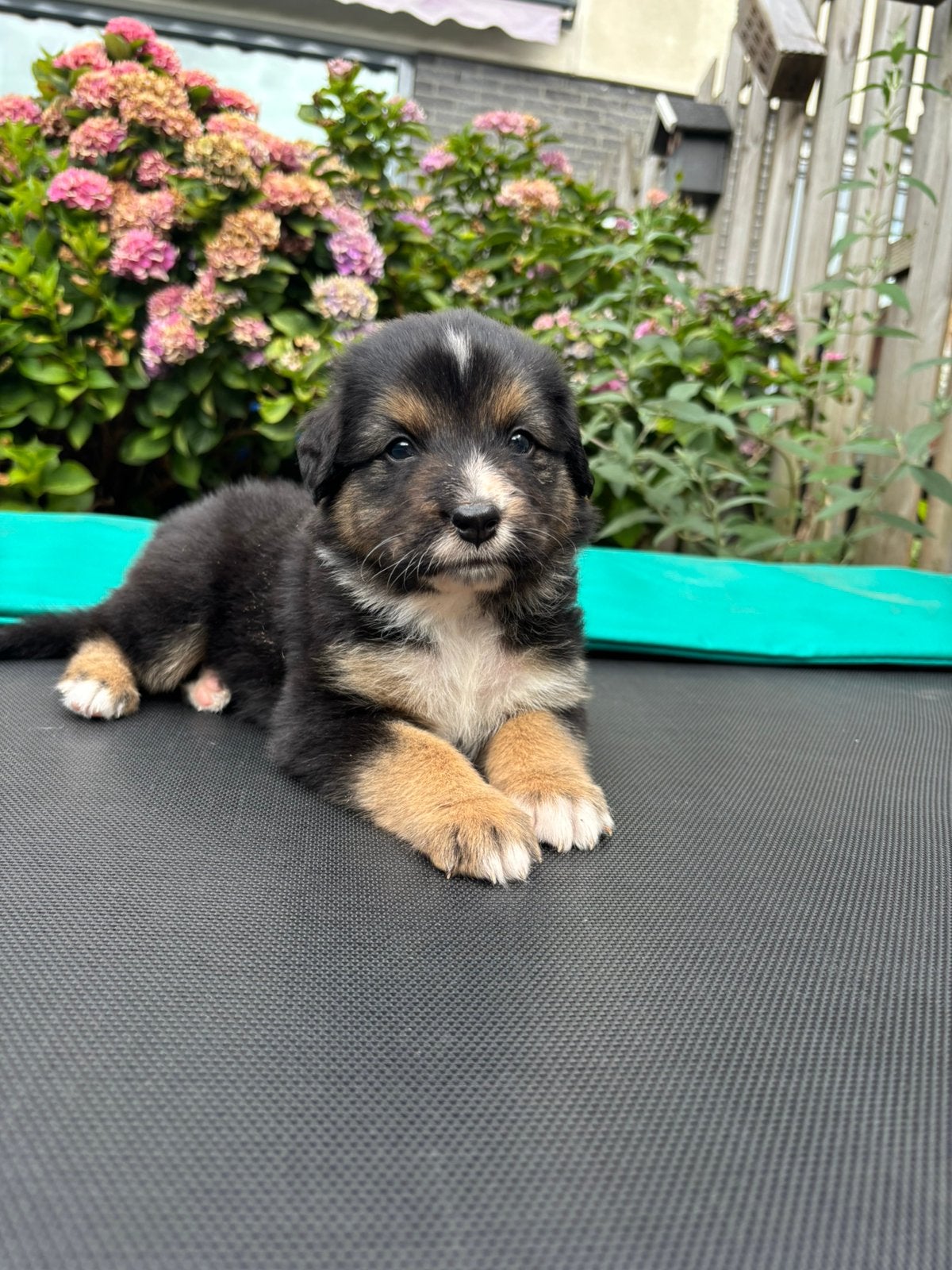 Raszuivere Australian shepherd pups, Dieren en Toebehoren, Honden | Herdershonden en Veedrijvers, 8 tot 15 weken, Parvo, Meerdere