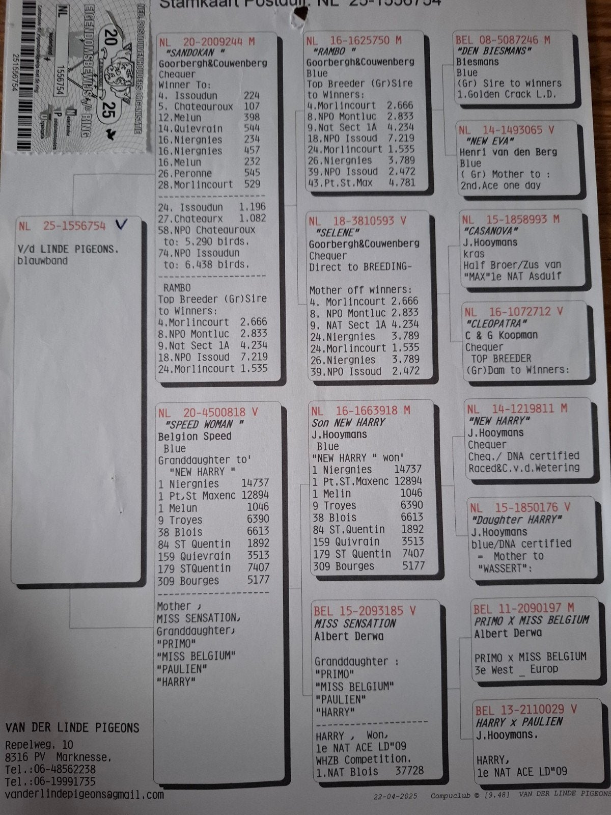 postduif, Dieren en Toebehoren, Vogels | Duiven, Vrouwelijk, Postduif