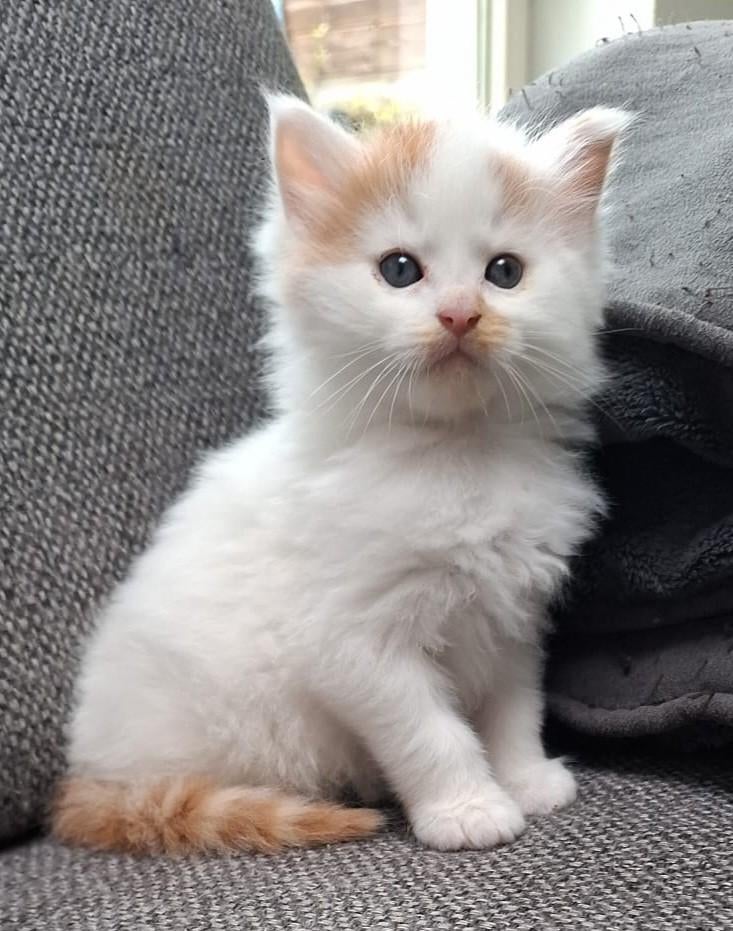 Maine coon kittens te reserveren 1 poesje 1 katertje, Meerdere dieren, Ontwormd, 0 tot 2 jaar