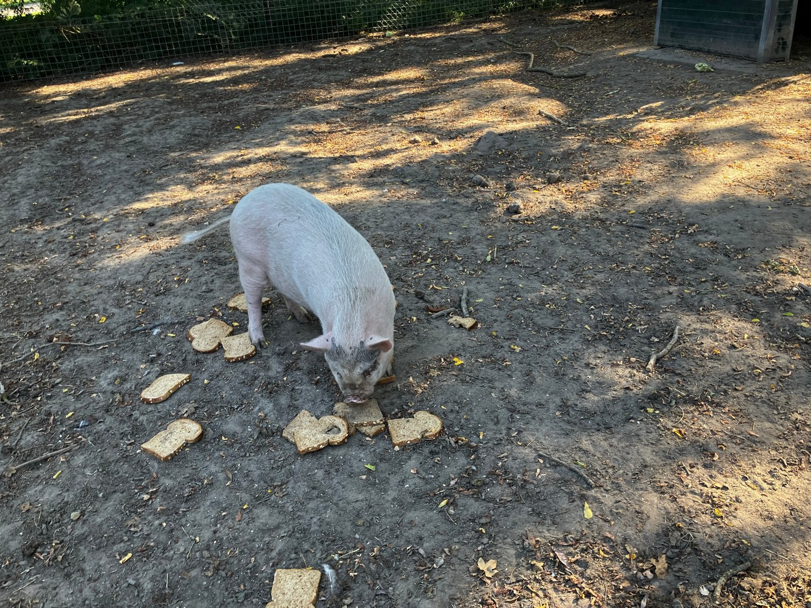 Kuna kuna mini varken zeug, Dieren en Toebehoren, Mannelijk, Geit