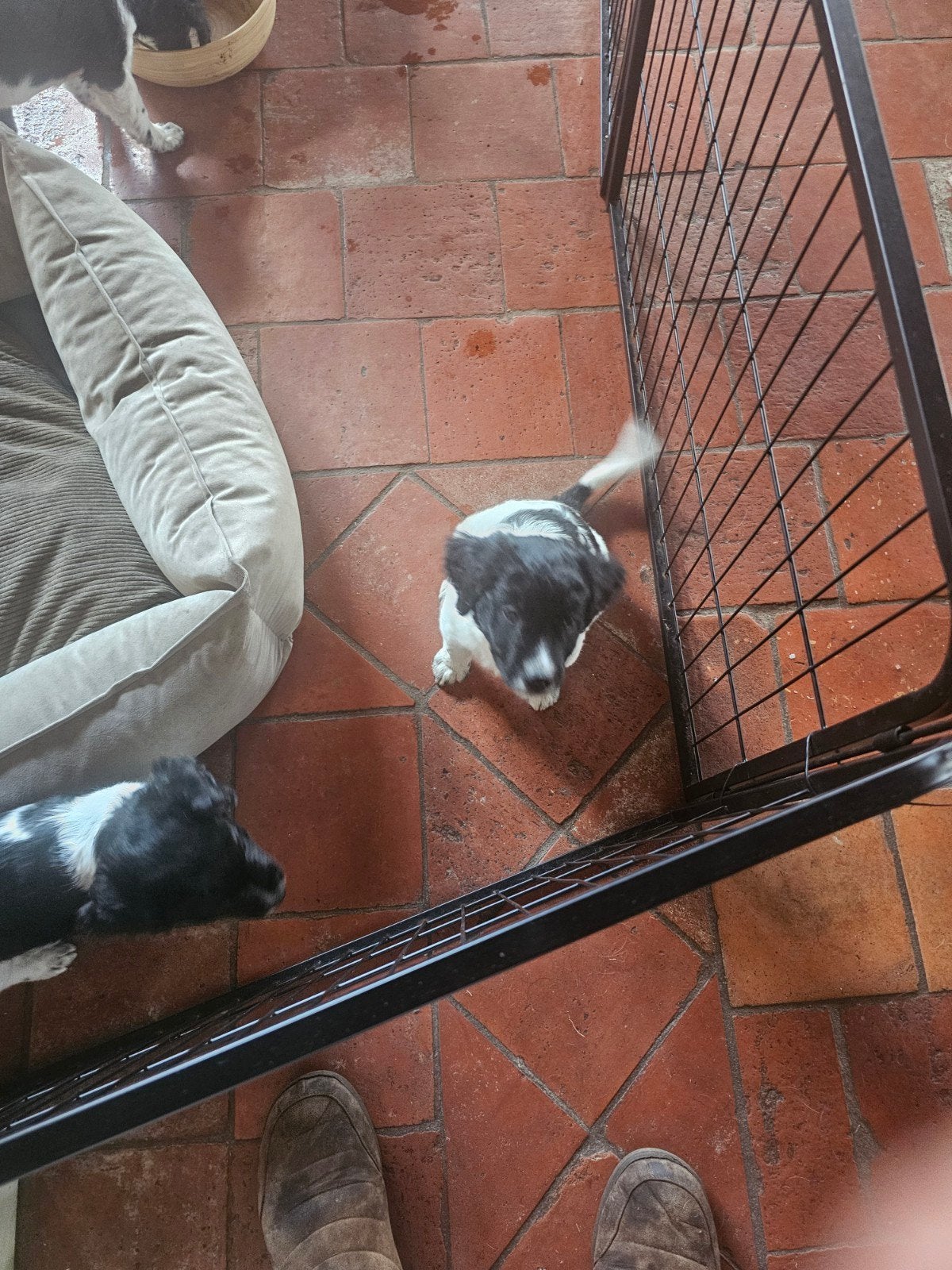 mooie stabij pups, Dieren en Toebehoren, Honden | Niet-rashonden, 8 tot 15 weken, Parvo, Meerdere, Meerdere dieren