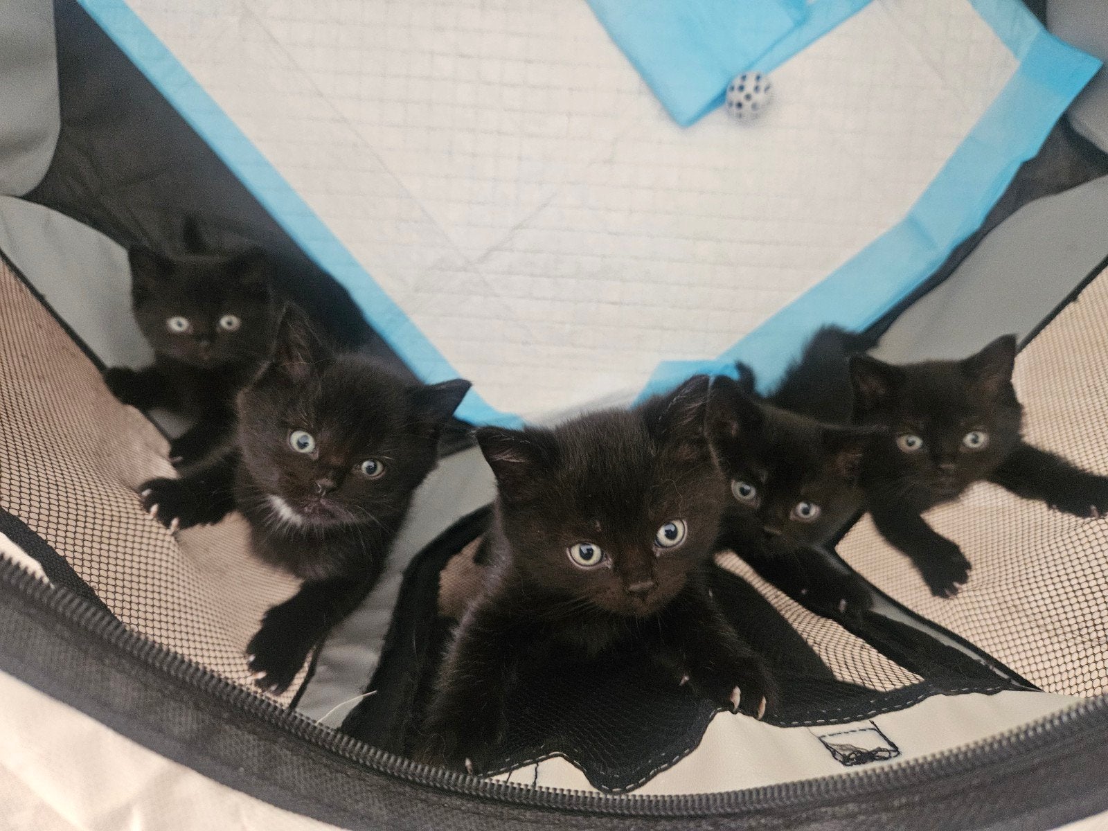Britse korthaar / Europese kittens (Turkse Van), Dieren en Toebehoren, Meerdere dieren, Ontwormd