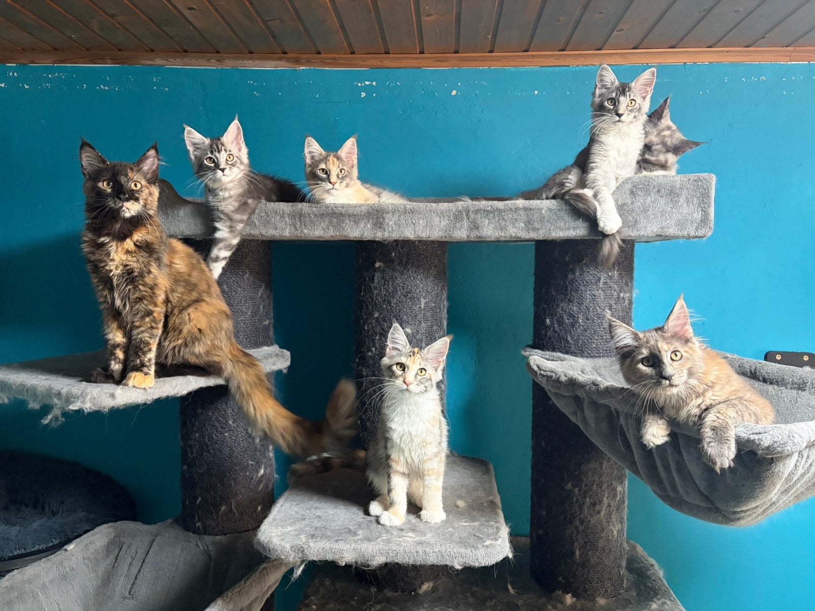 Maine Coon Kittens met Stamboom N/N op HCM/PKD/SMA main coon, Meerdere dieren, Met stamboom