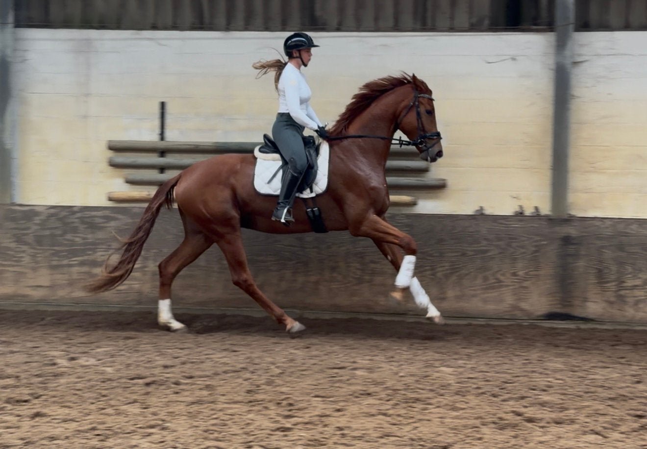 Te koop: Prachtige en lieve ruin (Vitalis x San Remo) –, Dieren en Toebehoren, B, Ruin, Dressuurpaard, 170 tot 175 cm