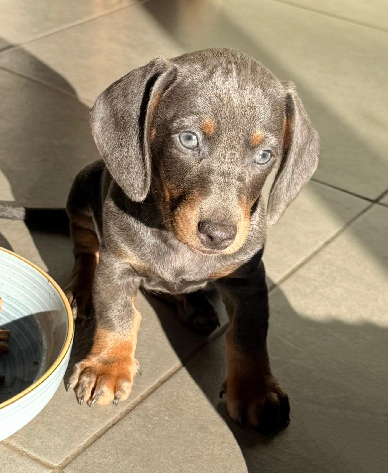 Prachtige blauw & tan dwergteckels, Dieren en Toebehoren, Parvo, België, 8 tot 15 weken, Korthaar