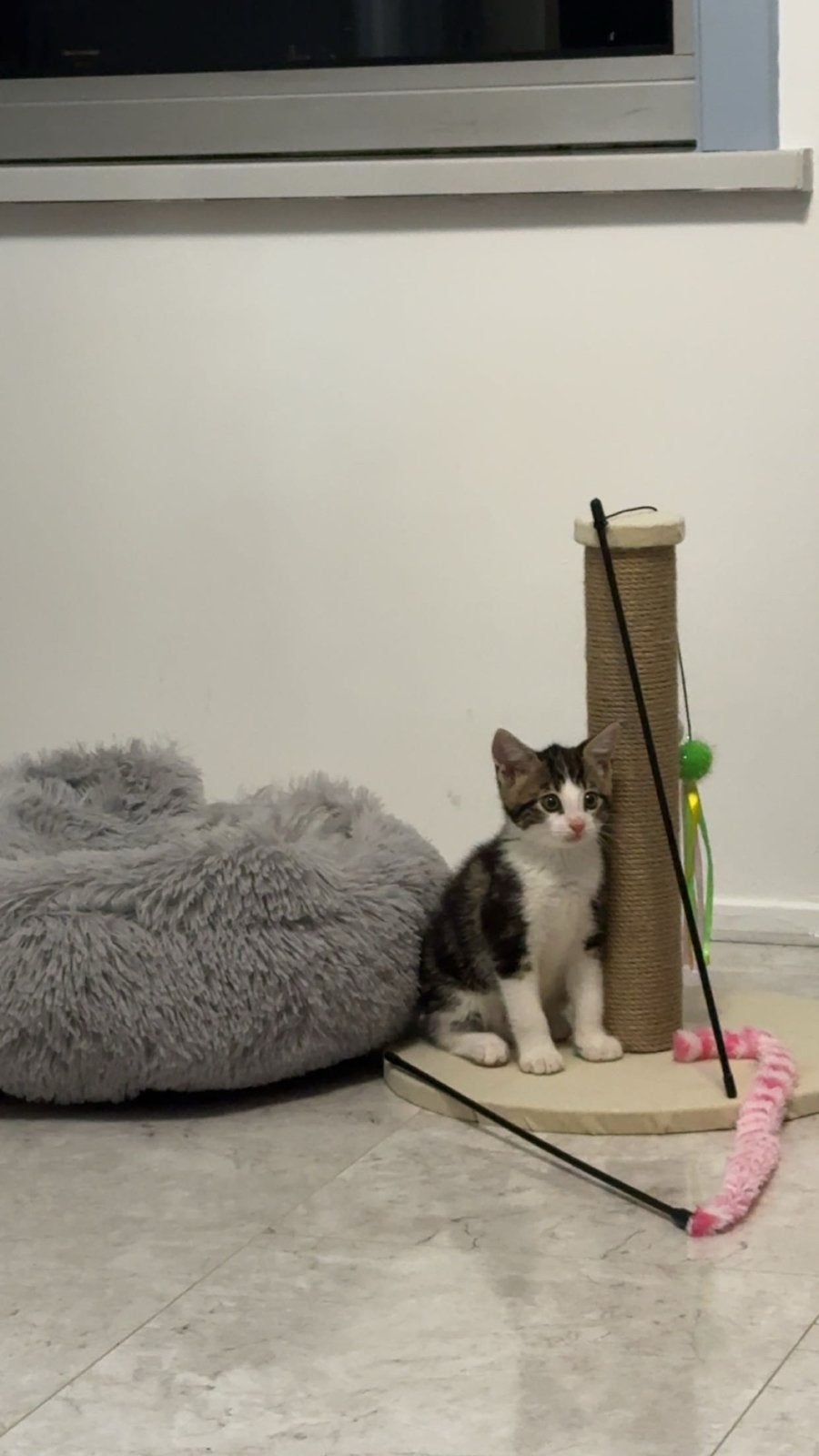 Kitten met alle bijbehorende spullen, Kater, Ontwormd, 0 tot 2 jaar