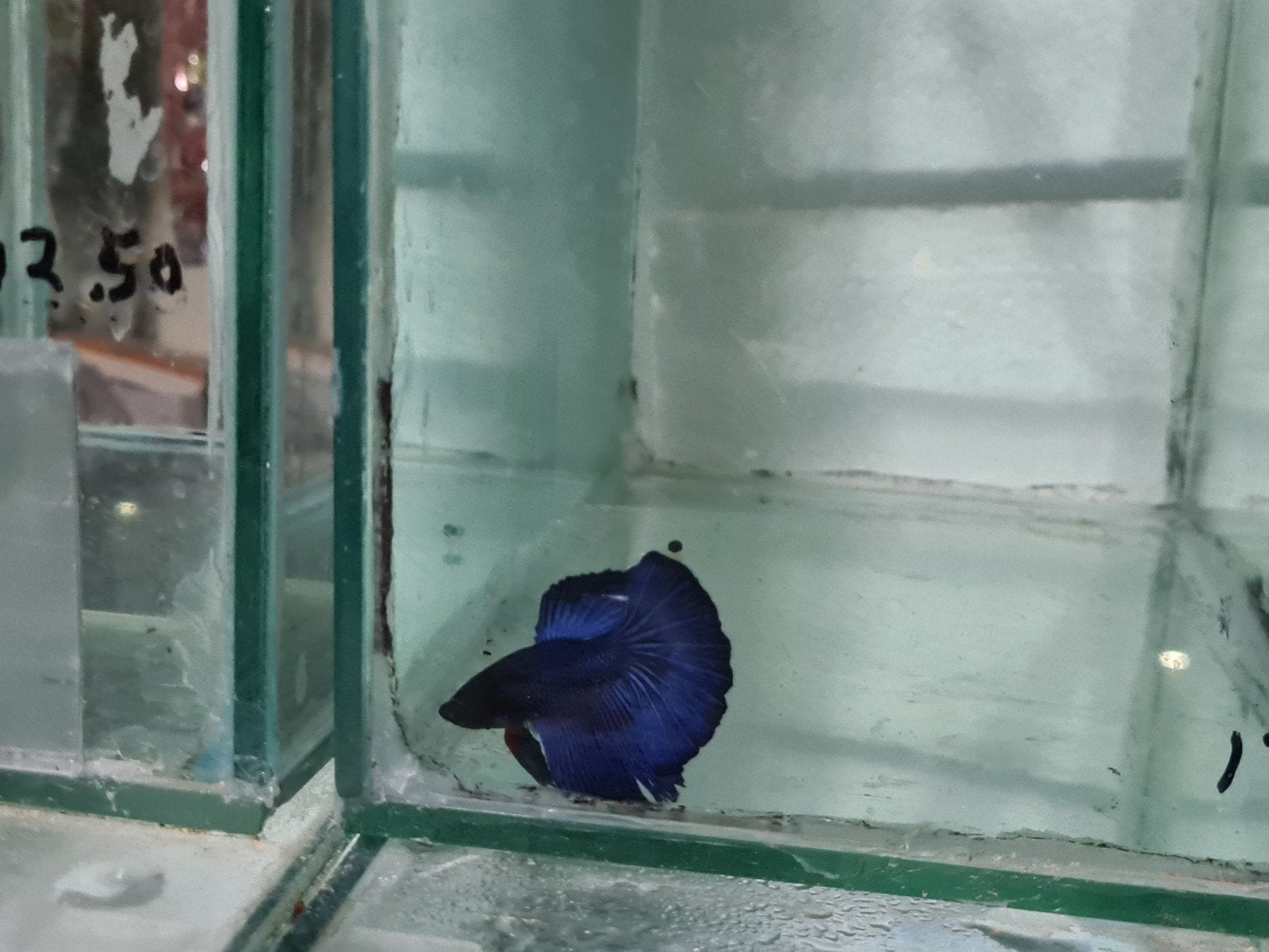 Betta splendens super delta kempvis man, Dieren en Toebehoren, Vis, Zoetwatervis