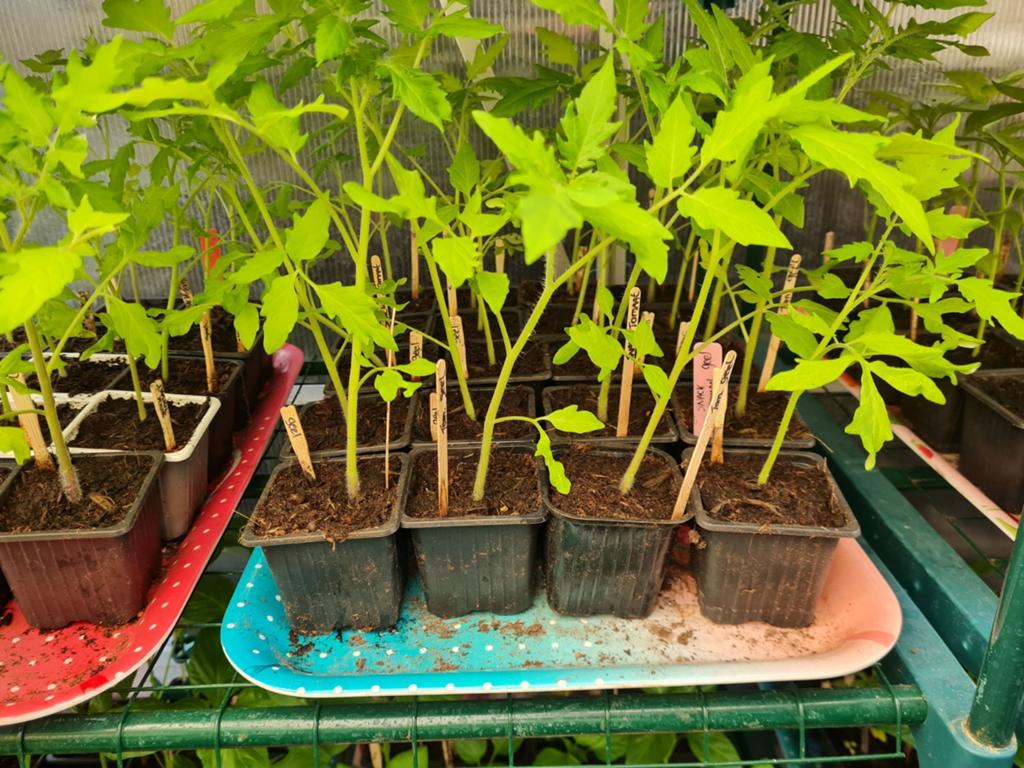 Snacktomaat. Onbespoten!, Ophalen, Eenjarig, Groenteplanten, Volle zon