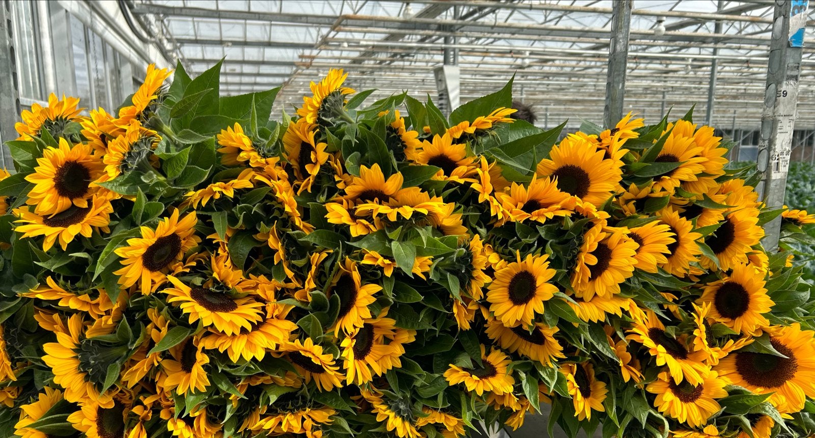 Verse Zonnebloemen uit eigen kwekerij - €4,- per bos, Tuin en Terras, Planten | Tuinplanten, Volle zon, Eenjarig, Zomer, Ophalen