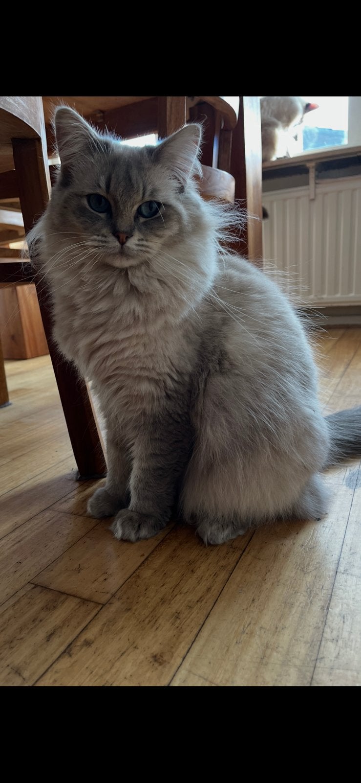 Ragdoll, Dieren en Toebehoren, Kater