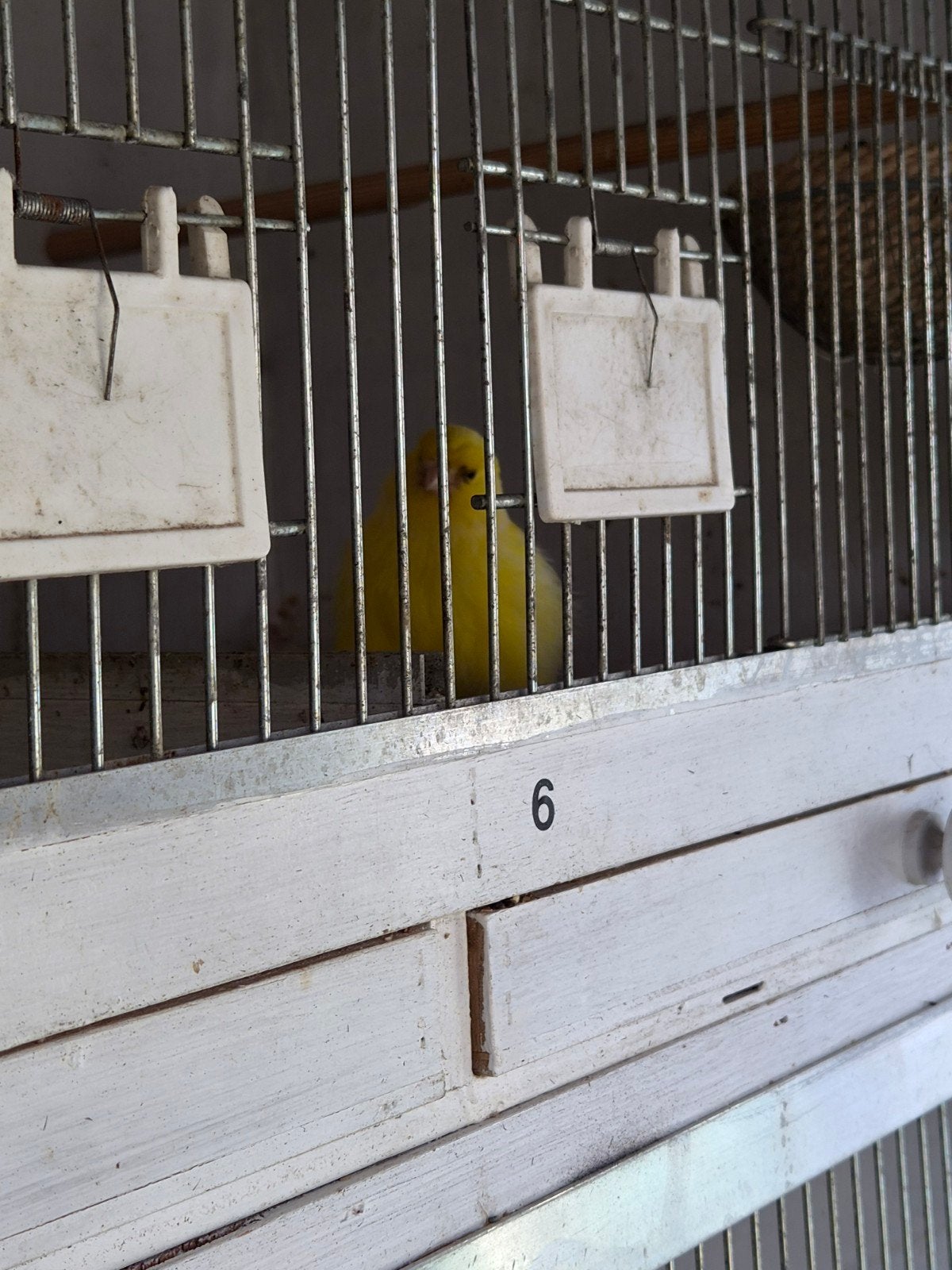Mooi koppel kanaries, Dieren en Toebehoren, Vogels | Kanaries, Meerdere dieren, Kleurkanarie