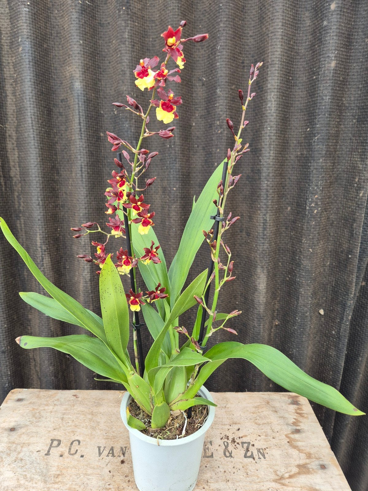 Orchidee Cambria Rosy bruin geel 2 tak p12 (2), Ophalen of Verzenden, Halfschaduw, Minder dan 100 cm
