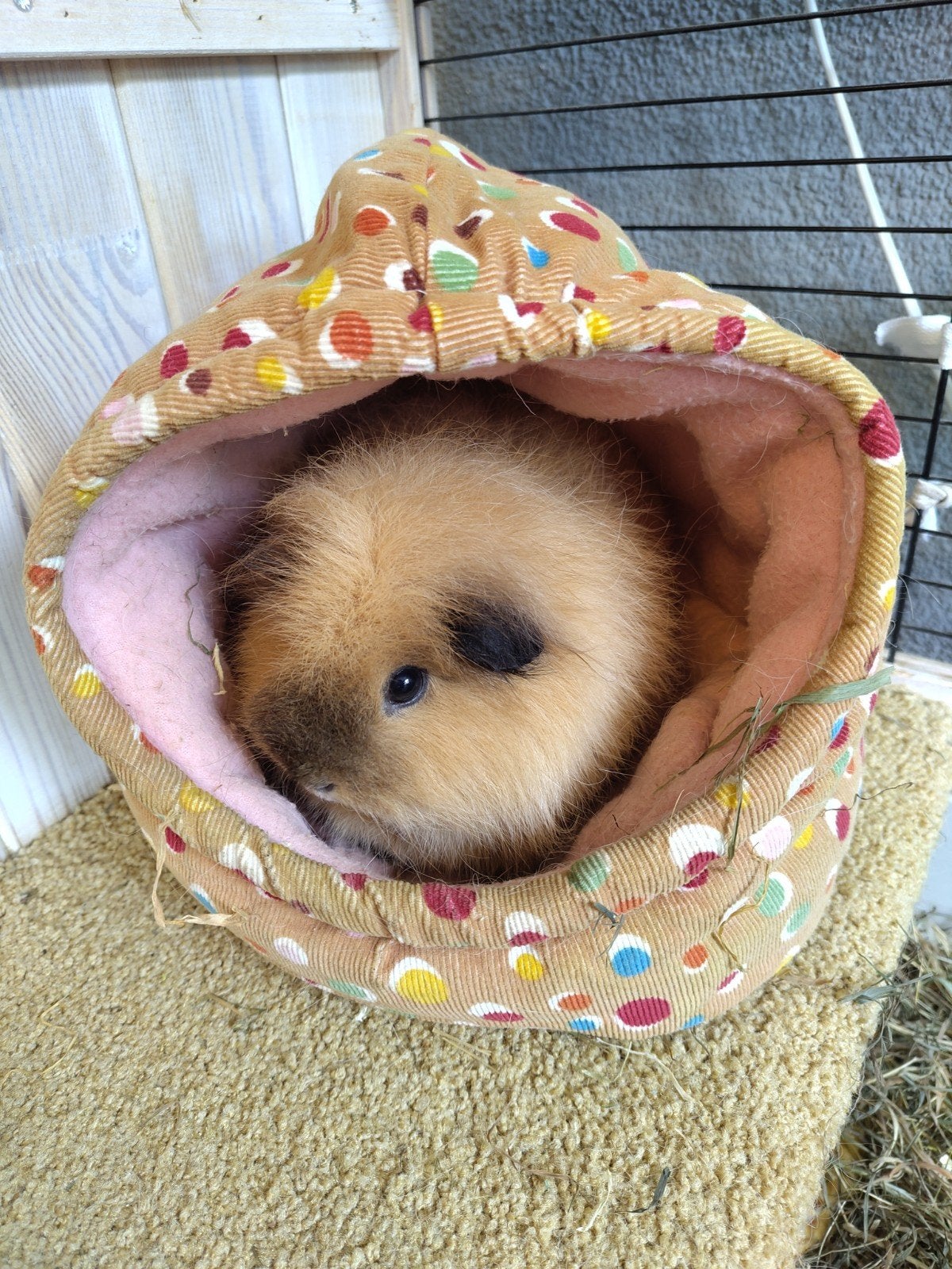 Cavia en konijnen oppas, voor in de vakantie., Ophalen, Overige typen