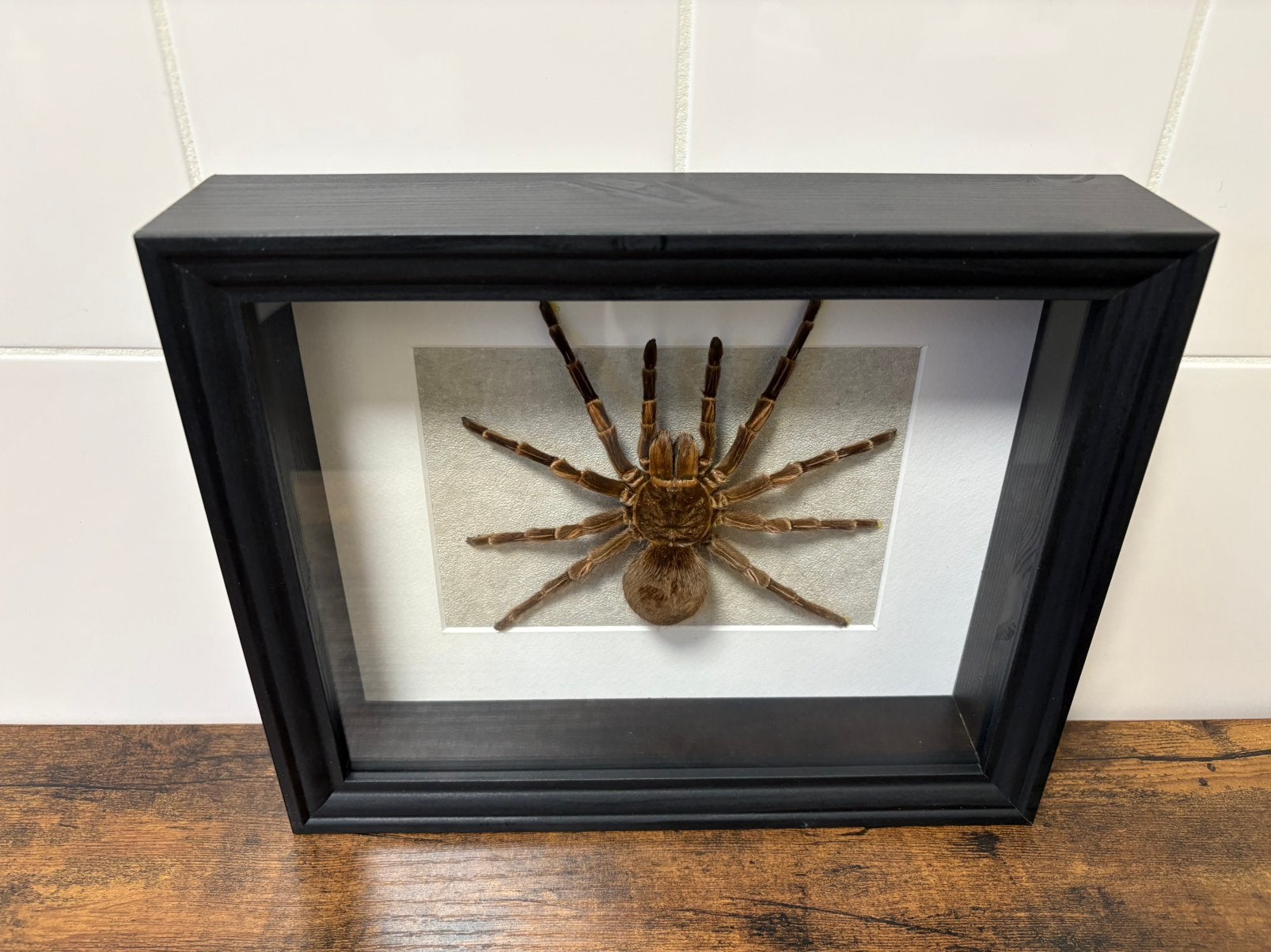 Geprepareerde vogelspin in een 3d lijst, Verzamelen, Ophalen of Verzenden, Insect, Opgezet dier