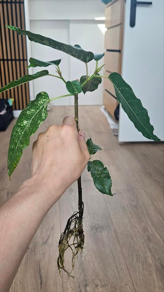 Ficus aspera variegata, Ophalen of Verzenden, Ficus, Halfschaduw, Minder dan 100 cm
