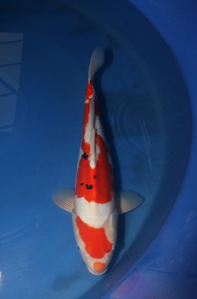 Doitsu Sanke 55cm, Dieren en Toebehoren, Karper of Koi