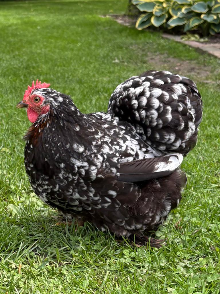 5 gezellige Cochin krielkipjes van 1 jaar oud, Dieren en Toebehoren, Pluimvee, Vrouwelijk, Kip