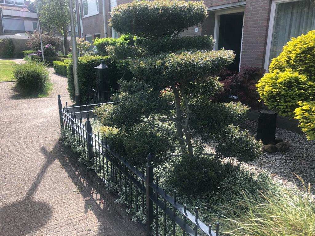 Tuin zeeeer mooie vorm boom in terras vorm ( kleine hulst ), Tuin en Terras, Ophalen of Verzenden, Volle zon, Overige soorten