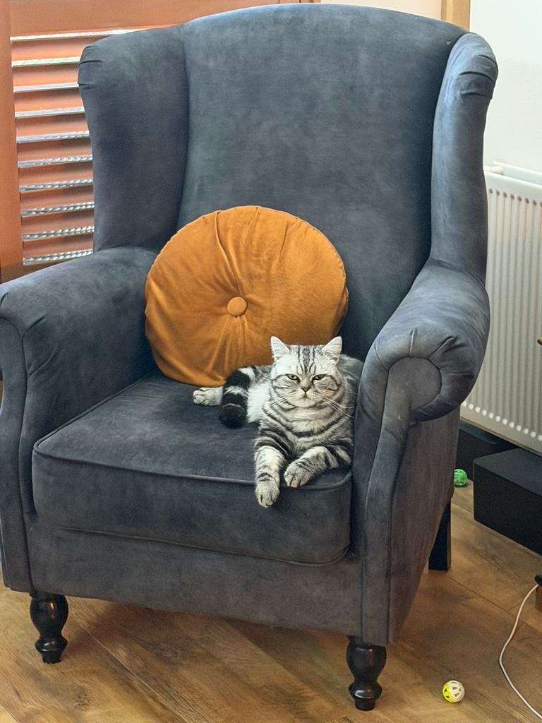 kitten Silver Tabby Blotched, Dieren en Toebehoren, Katten en Kittens | Raskatten | Korthaar, Kater, Met stamboom, 0 tot 2 jaar
