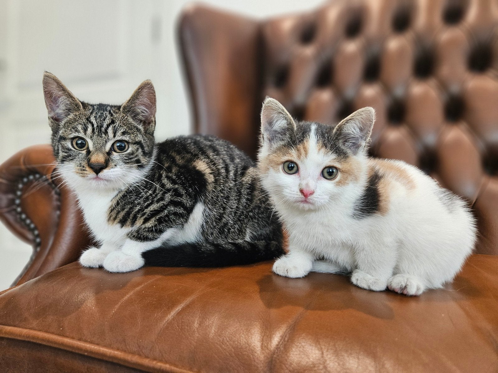 Mooie lieve kittens te koop, Meerdere dieren, Ontwormd, 0 tot 2 jaar