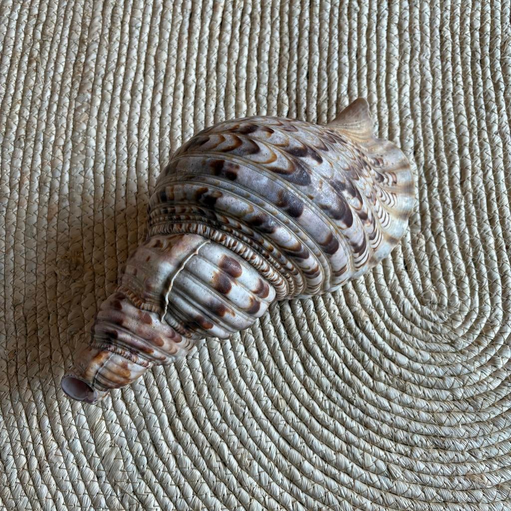 Tritonhoorn blaasinstrument, Ophalen, Zo goed als nieuw