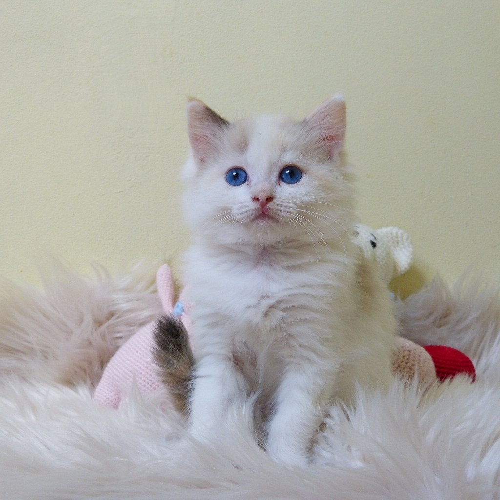 Ragdoll kittens met stamboom, Dieren en Toebehoren, Katten en Kittens | Raskatten | Langhaar, Meerdere dieren, 0 tot 2 jaar, Met stamboom