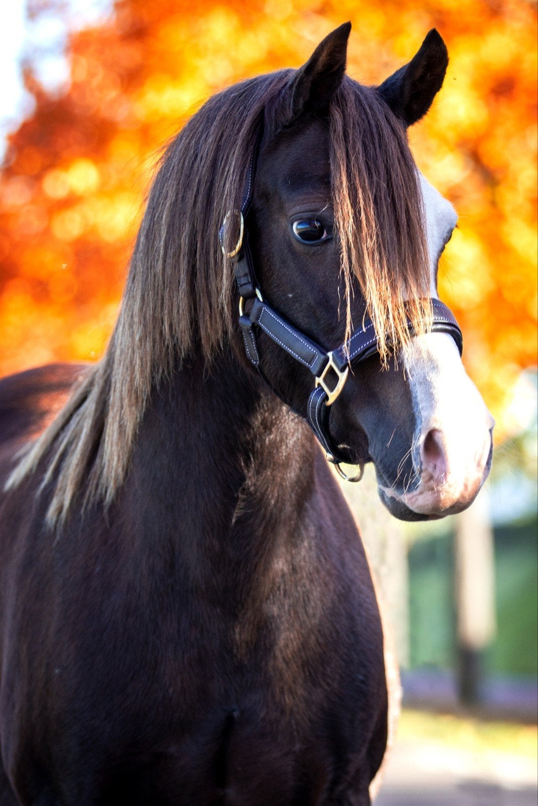Schitterende Welsh C kampioensmerrie, Dieren en Toebehoren, Merrie, C pony (1.27m tot 1.37m), Met stamboom, 11 jaar of ouder