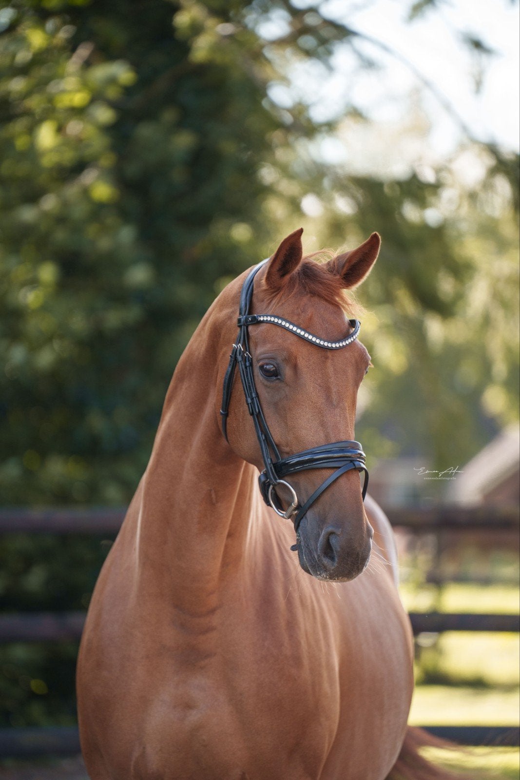 Drachtige dressuur Elite merrie, Dieren en Toebehoren, Merrie, M, Dressuurpaard, 7 tot 10 jaar