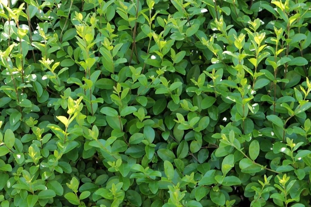 Euonymus japonicus 'Green Spire' Buxusvervanger, Ophalen of Verzenden, Overige soorten, Haag, Minder dan 100 cm