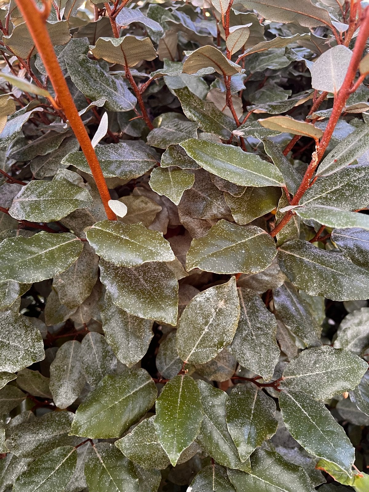 Olijfwilg (Elaeagnus ebbingei) - Wintergroene struik, Volle zon, Vaste plant, Herfst, Ophalen