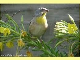Prachtige citroenborst edelzanger- crithagra citrinipectus,, Dieren en Toebehoren, Meerdere dieren