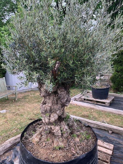 Olijfboom Pata Libre Macro Bonsai, Lente, 100 tot 250 cm, Olijfboom, Ophalen