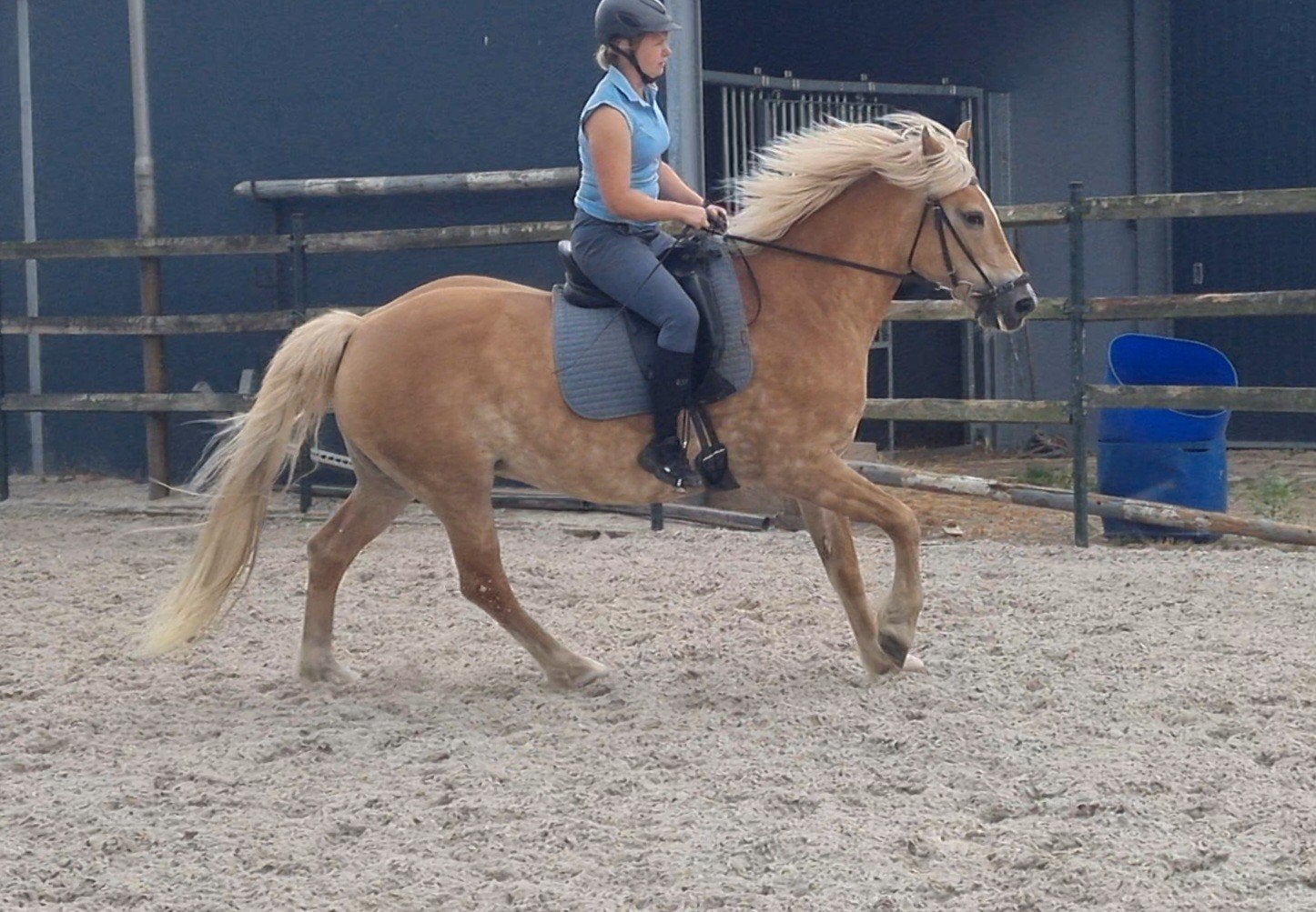 Leuke betuigde haflinger merrie met toebehoren, Dieren en Toebehoren, Pony's, Met stamboom, Zadelmak, 11 jaar of ouder, Merrie