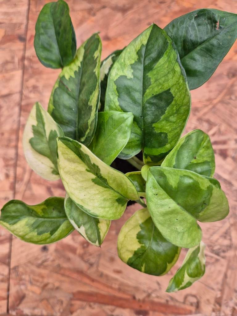 Scindapsus Lemon Njoy p8