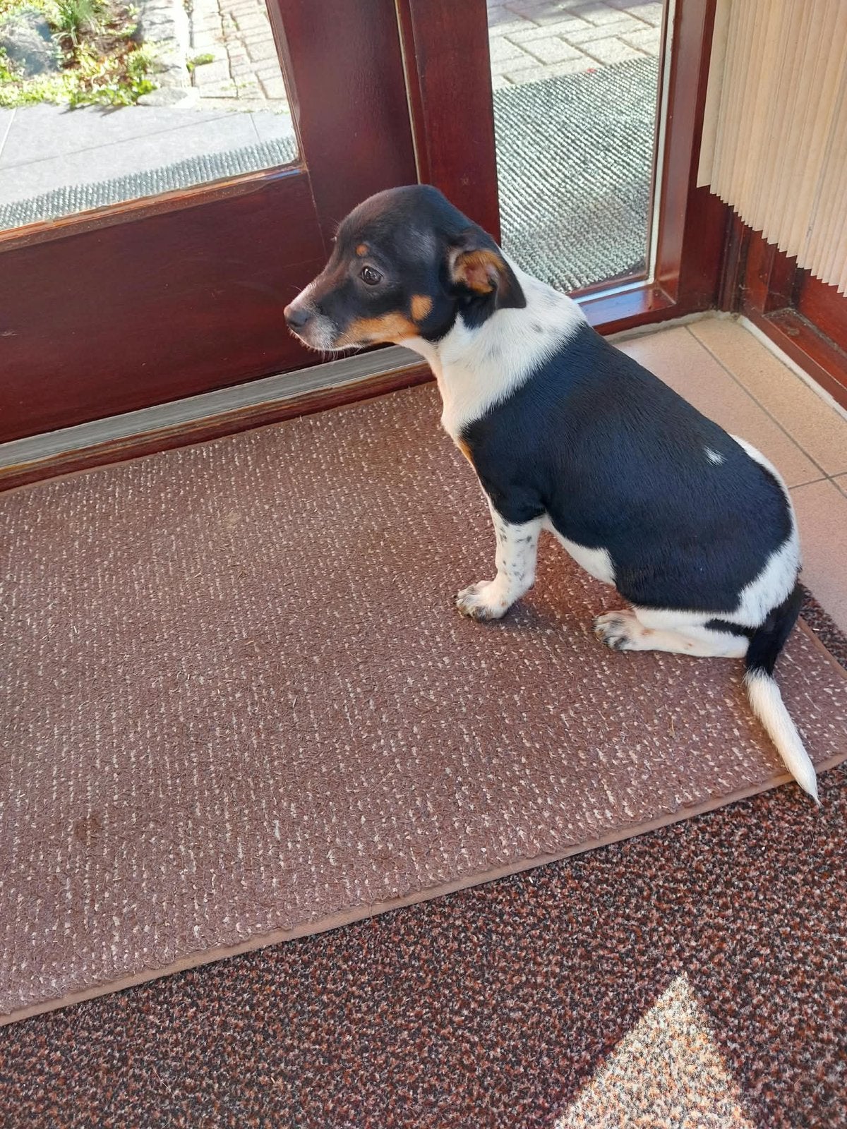 boerenfox puppie, Dieren en Toebehoren, Jack Russell Terriër, Reu, 8 tot 15 weken, Eén hond