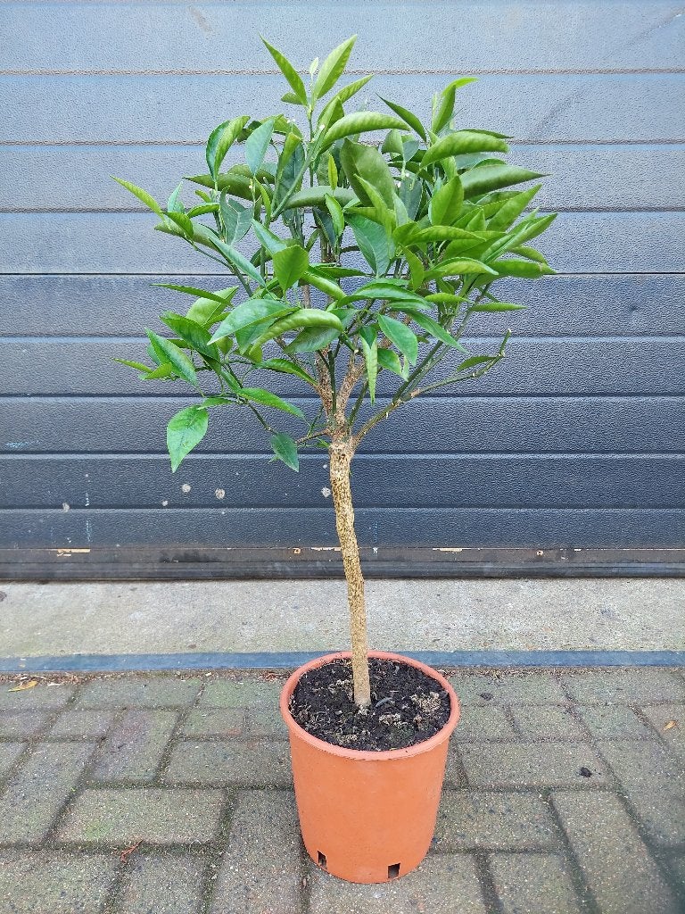 Citrus Clementina - Clementineboom H: 87 cm., Ophalen, Minder dan 100 cm, Volle zon, Citroenboom