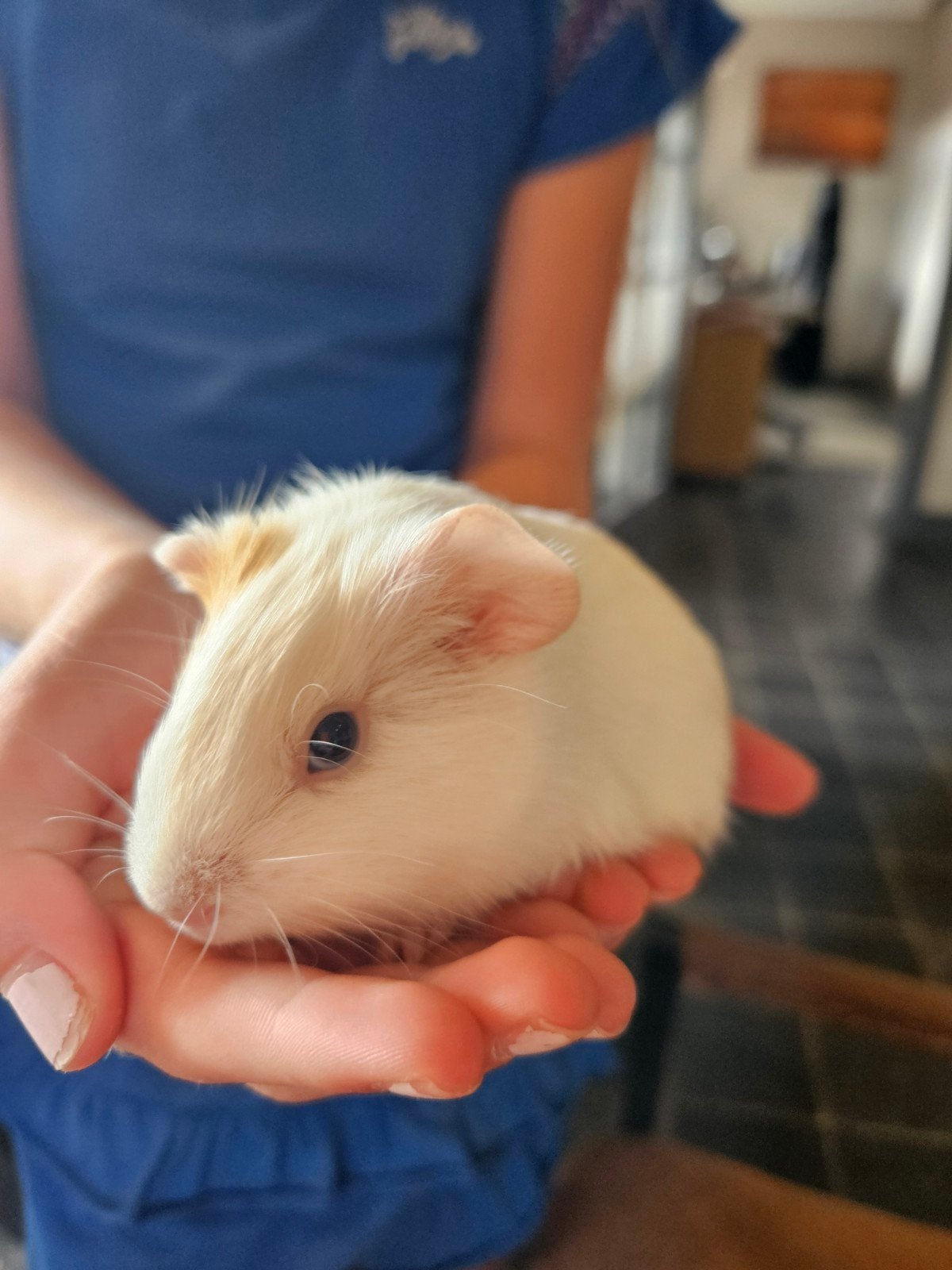 jong cavia mannetje, Dieren en Toebehoren, Knaagdieren, Cavia, Augustus, Mannelijk, Tam