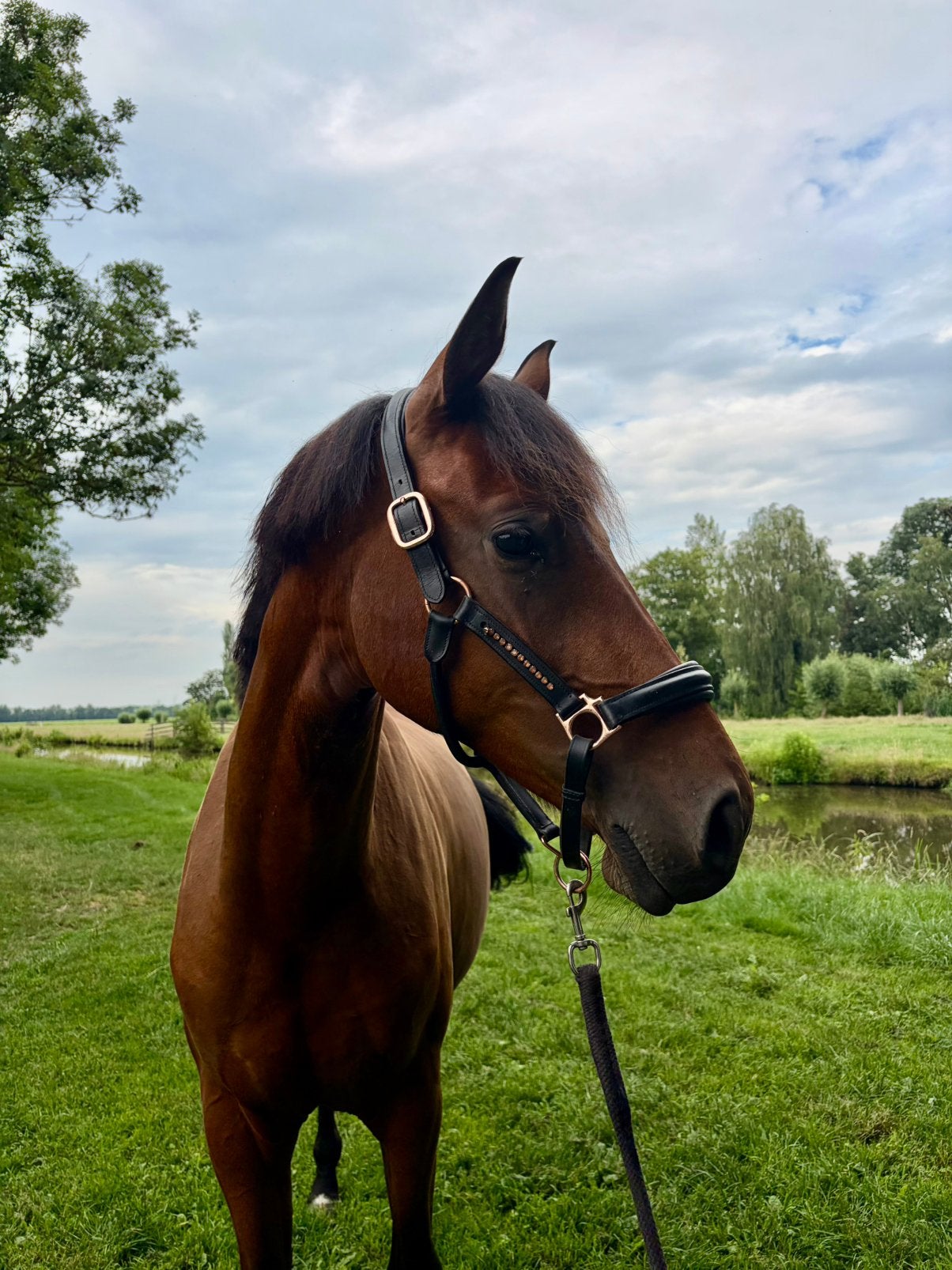 2 jarige Extreme us uit mooie stam!, Merrie, Met stamboom, Dressuurpaard, 0 tot 2 jaar