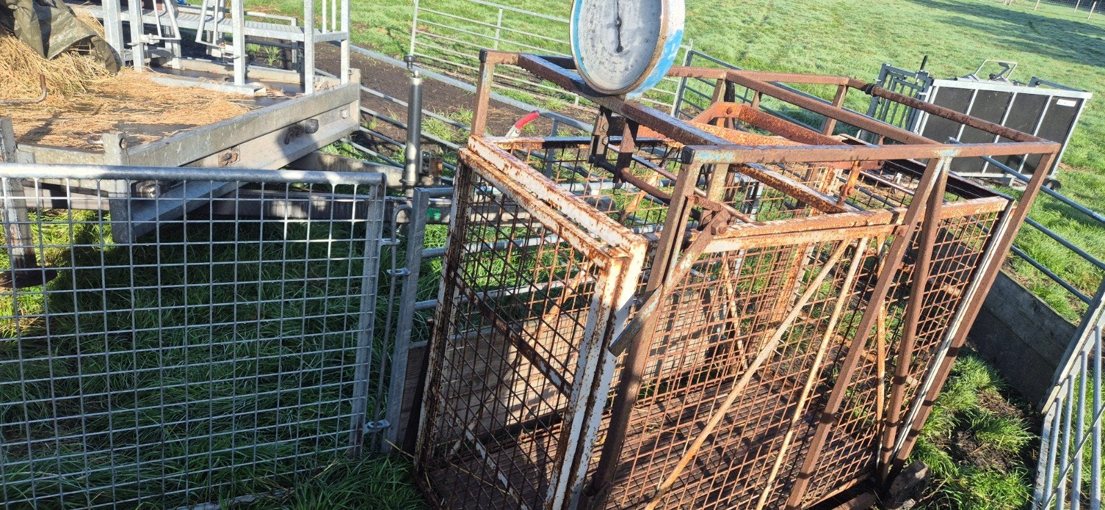 schapen weegschaal, Dieren en Toebehoren, Vrouwelijk, Schaap