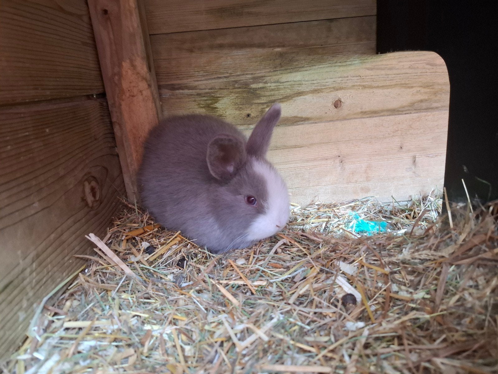 minilop dwergkonijn dwerg konijn voedster hangoor, Dieren en Toebehoren, Konijnen, Vrouwelijk, Dwerg, Hangoor