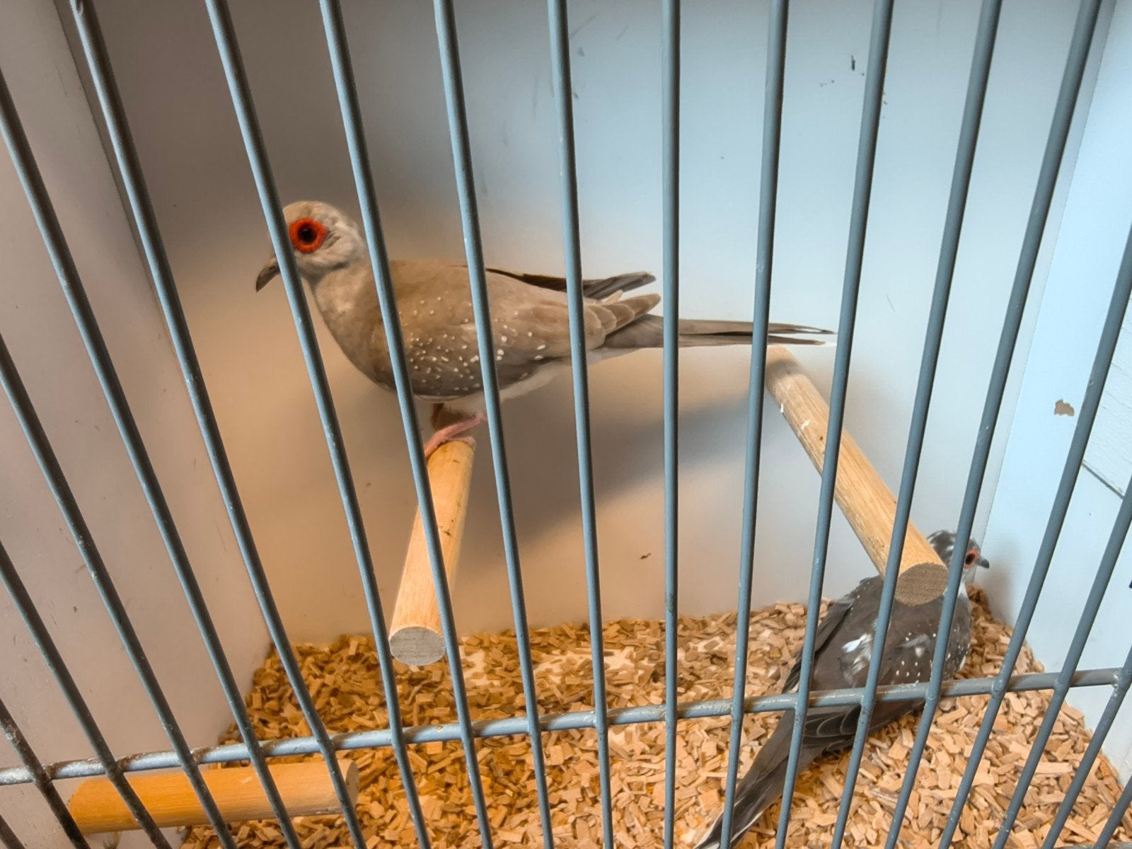 leuk koppel jonge bonte diamantduiven, Dieren en Toebehoren, Meerdere dieren, Geringd