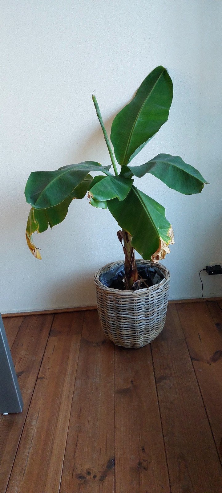 Bananenplant, Ophalen, Halfschaduw