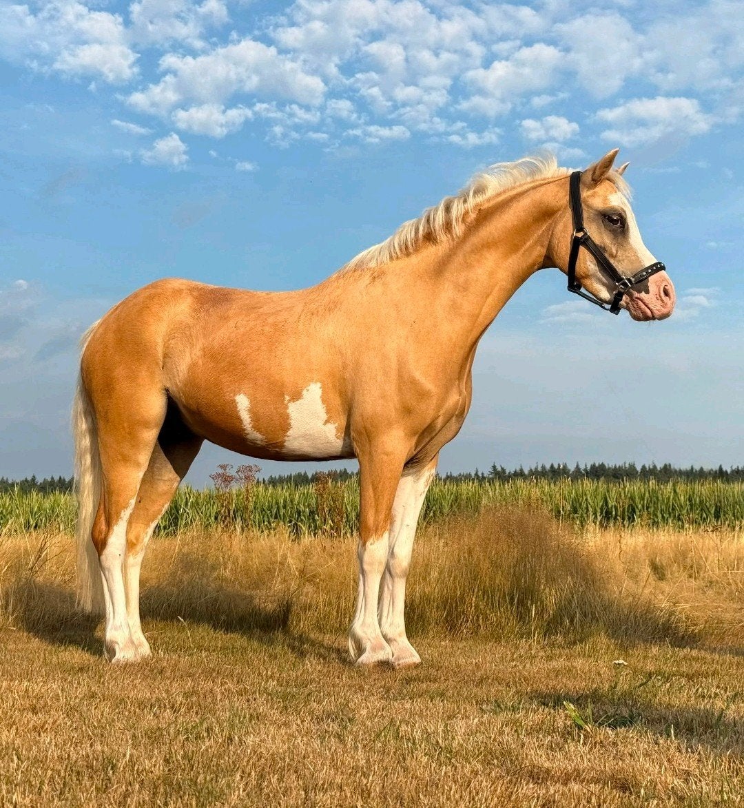 Prachtige PRINSESSENPONY 🐴☀️, Dieren en Toebehoren, Pony's, Merrie, Met stamboom, Zadelmak, 3 tot 6 jaar