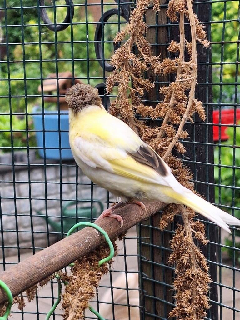 Jonge kanaries Evt met kooi, Dieren en Toebehoren, Vogels | Kanaries, Meerdere dieren, Kleurkanarie