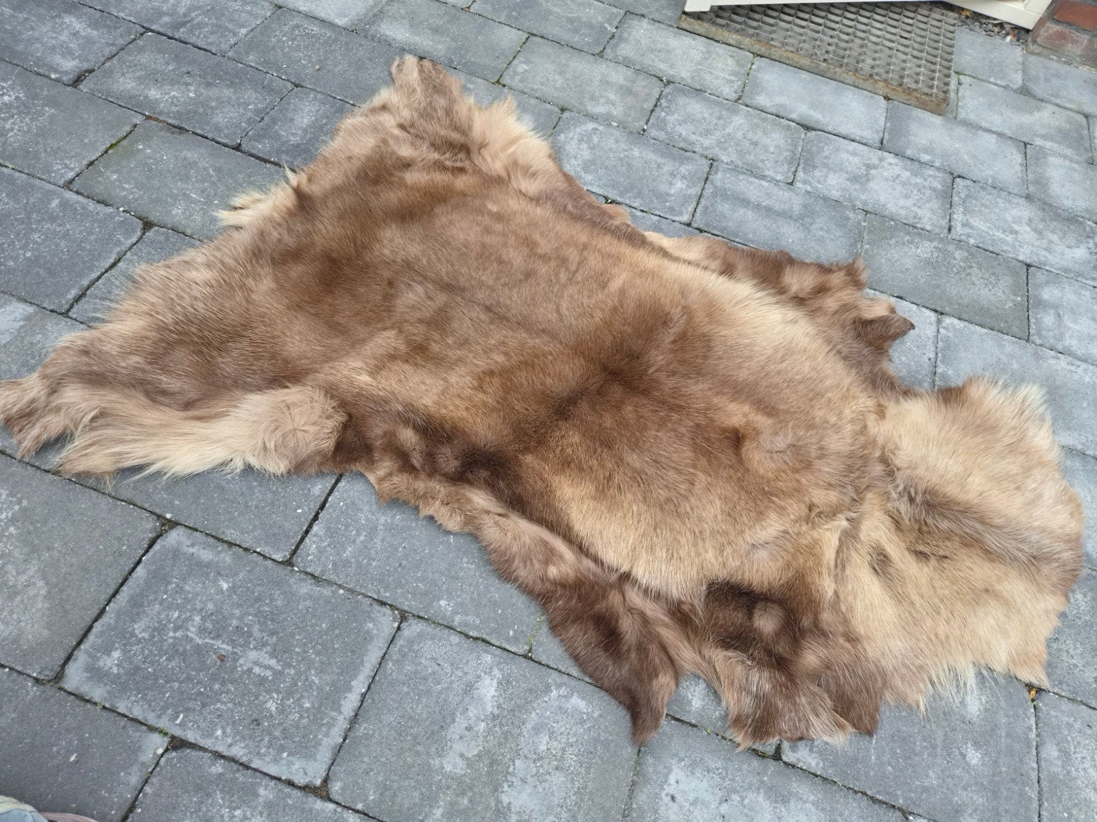 Mooi rendiervel met natuurlijke kleur, Ophalen, Gebruikt, 100 tot 150 cm, 50 tot 100 cm