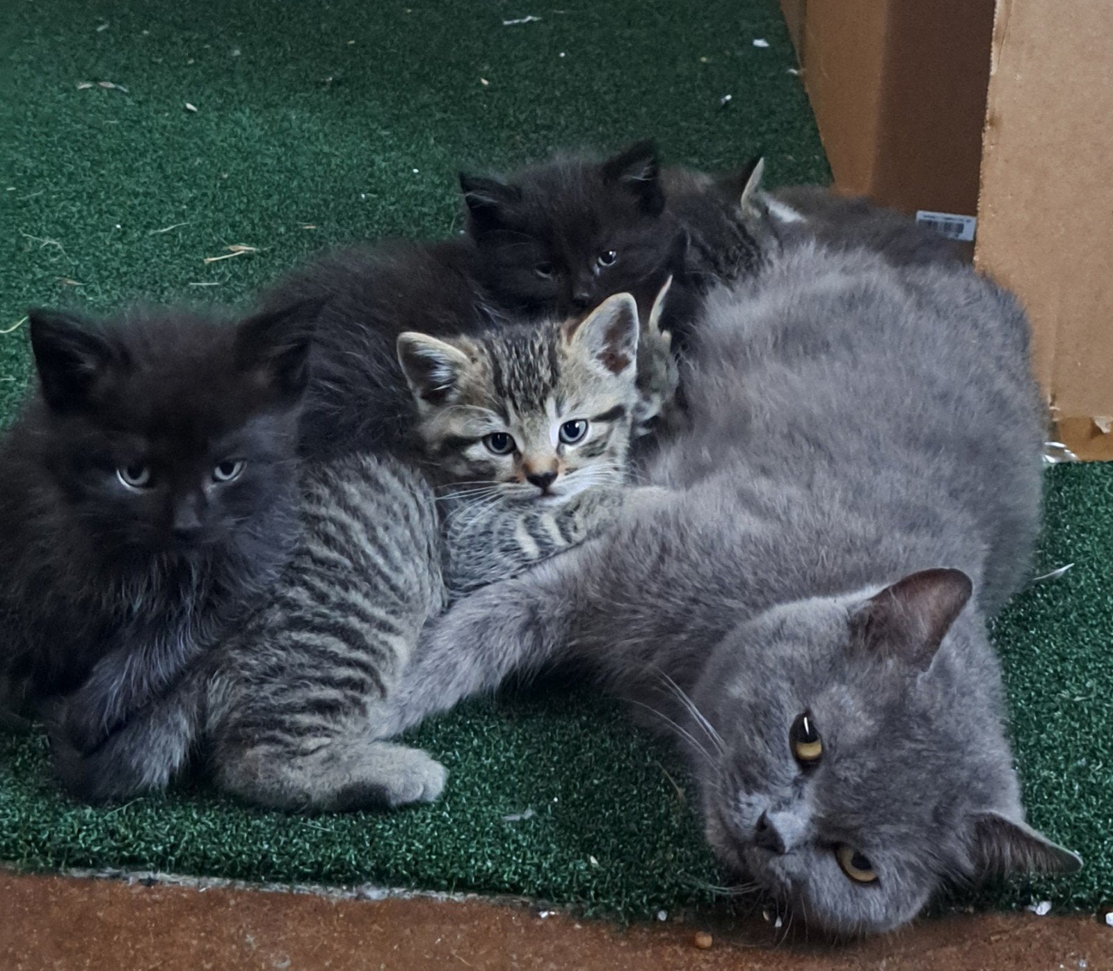 Kittens moeder Pers x Blauwe rus, Dieren en Toebehoren, Katten en Kittens | Raskatten | Korthaar, Meerdere dieren, Ontwormd