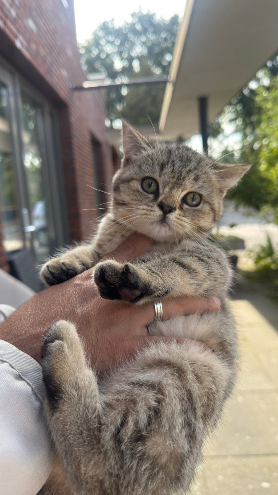 Raszuivere Britsekort haar kittens, Meerdere dieren, Kortharig, 0 tot 2 jaar