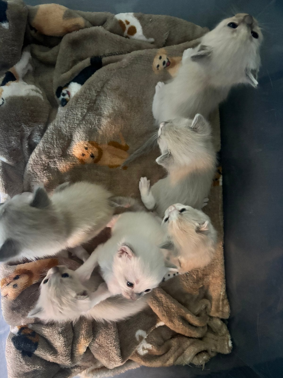 Prachtige Unieke Siamees/Ragdoll kittens, Dieren en Toebehoren, Kater, Ontwormd, 0 tot 2 jaar